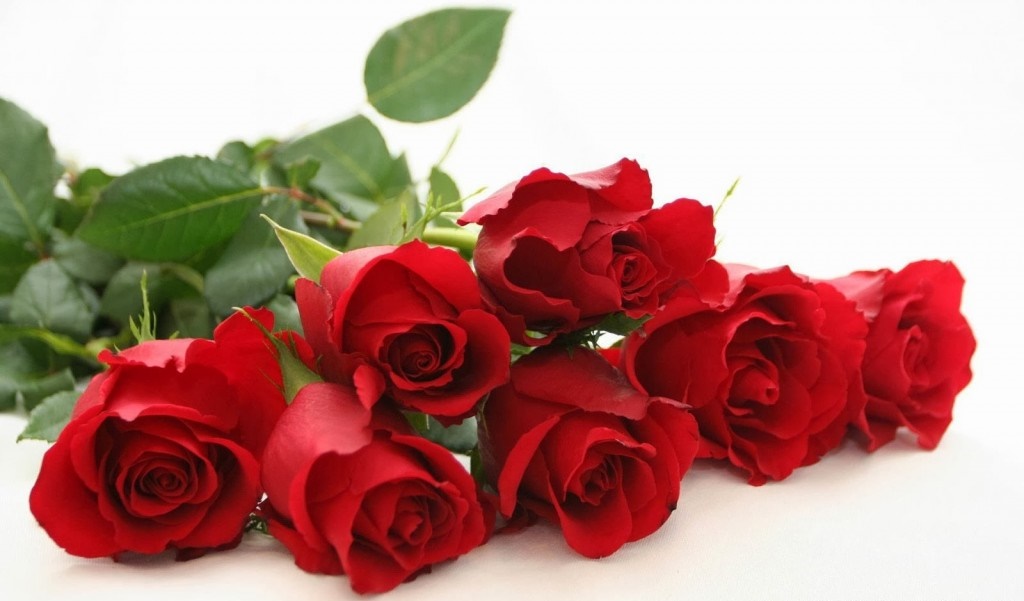 Rose day whatsapp and Facebook status messages